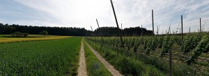 Hopfen_01