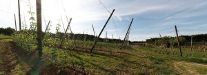 Hopfen_02